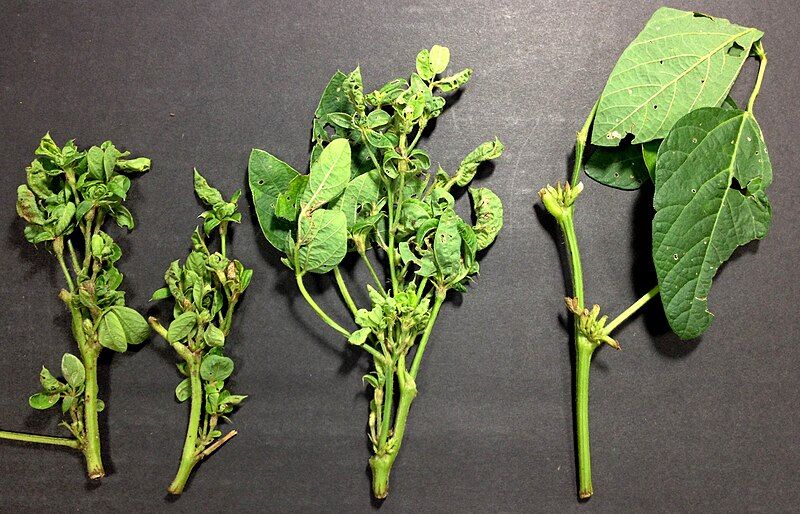 File:Soybean Phytoplasm.jpg