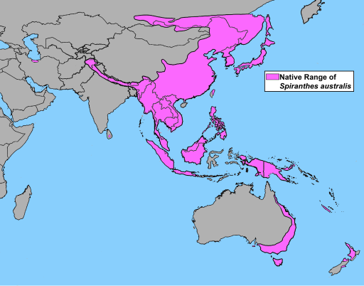 File:Spiranthes australis Map.svg