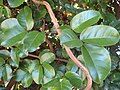 Tecomanthe speciosa is a rampant forest vine with large glossy leaves