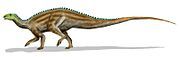 Tenontosaurus, an early quadrupedal ornithopod