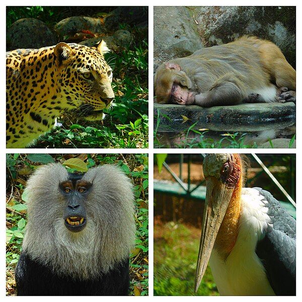 File:Thiruvananthapuram Zoo Collage.jpg