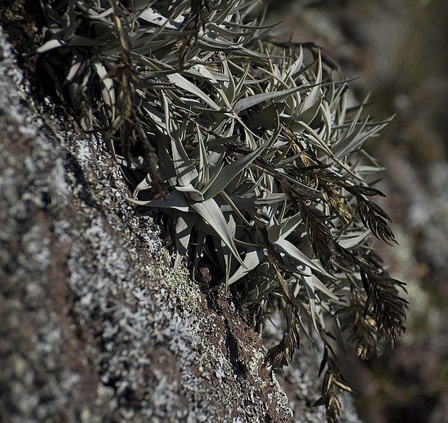 File:Tillandsia arequitae.jpg