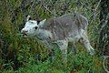 Reindeer calf.