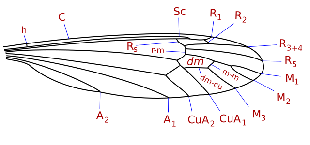 File:Tipulidae wing veins-2.svg