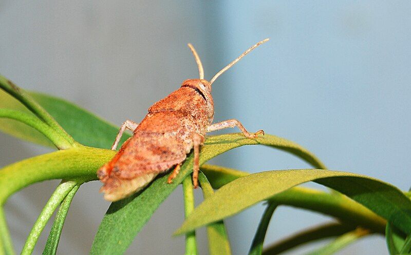 File:Toadhopper Pengo.jpg