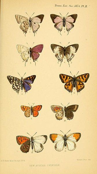 File:TransactionsEntSocLondon1874Plate2.jpg