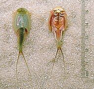 Triops-longicaudatus-dorsal-ventral-edit2