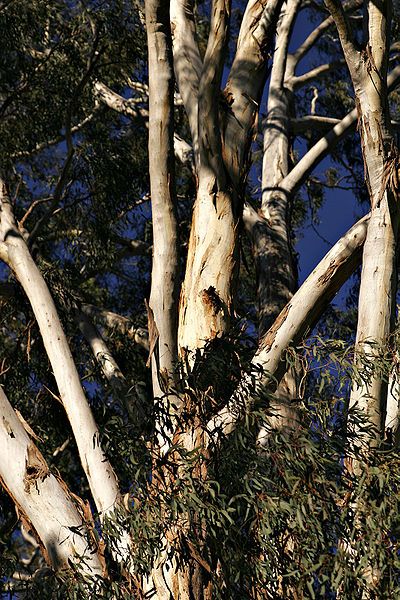 File:Unknown eucalypt.jpg