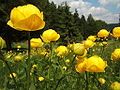 Globeflower.