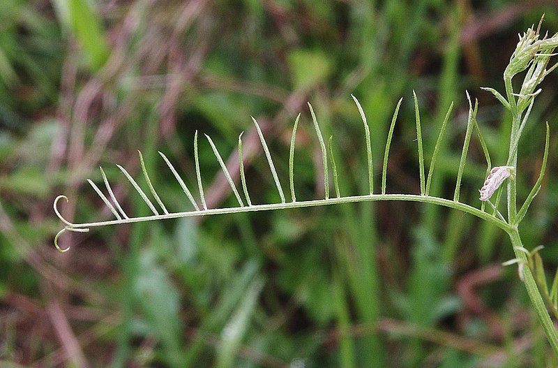 File:Vicia dalmatica 140506.jpg