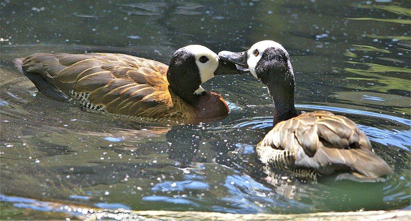 File:White-Faced Whistling Ducks.jpg