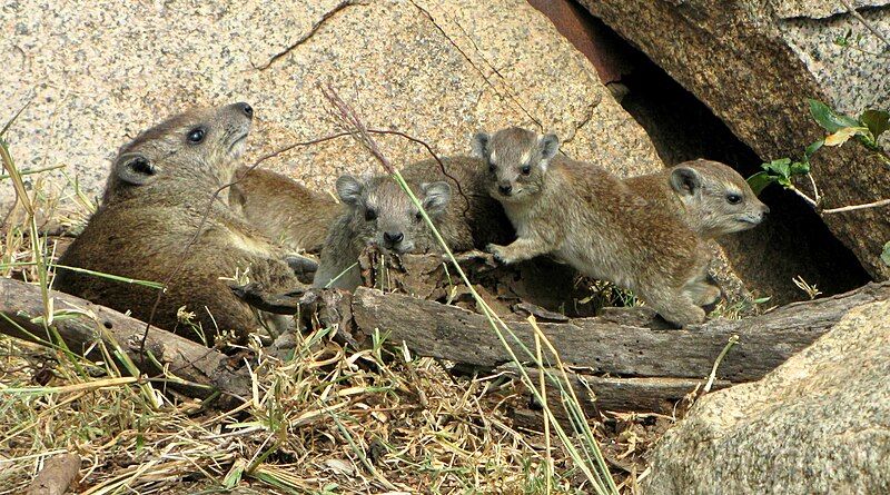 File:Yellow-spotted Rock Hyraxes.jpg