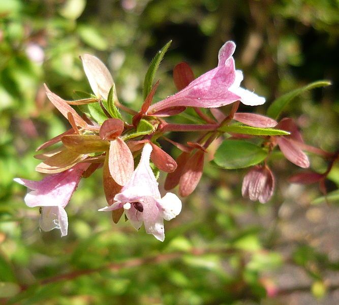 File:Abelia schumannii 2.jpg