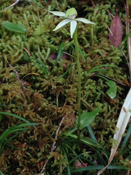 File:Adenochilus gracilis habit.jpg