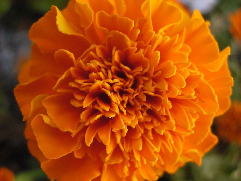 File:African Marigold.jpg