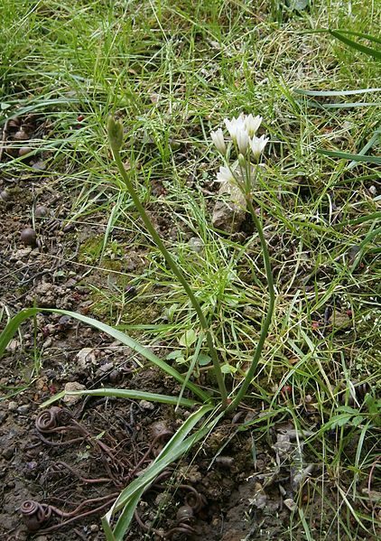 File:Allium zebdanense05.jpg