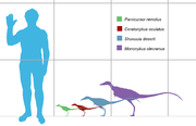 Size of several alvarezsaurids, which were among the smallest dinosaurs