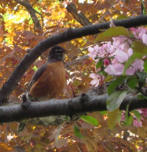 File:AmericanRobin Thumb.png