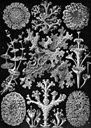 Illustration of various lichen species with diverse shapes, from circular patterns to branched and leaf-like structures, all detailed in black and white.