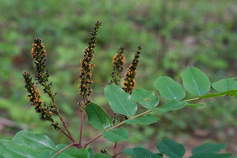 File:Amorpha nitens.jpg