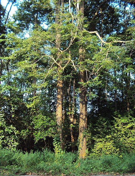 File:Andaman padauk 02.JPG