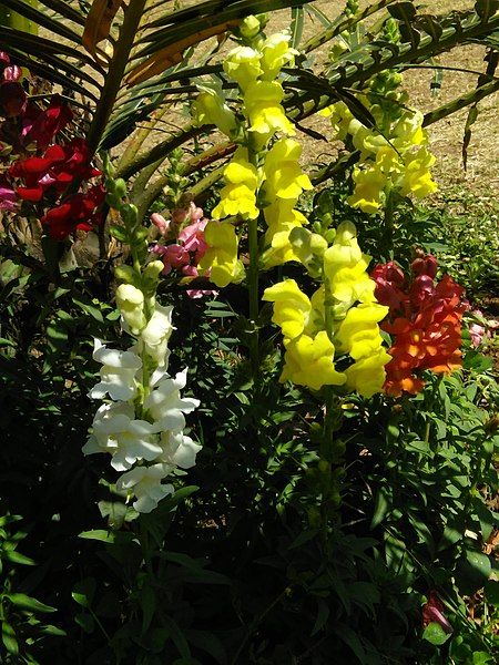 File:Antirrhinum majus 6.jpg