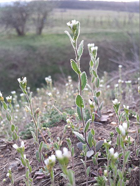 File:Arabis auriculata sl4.jpg