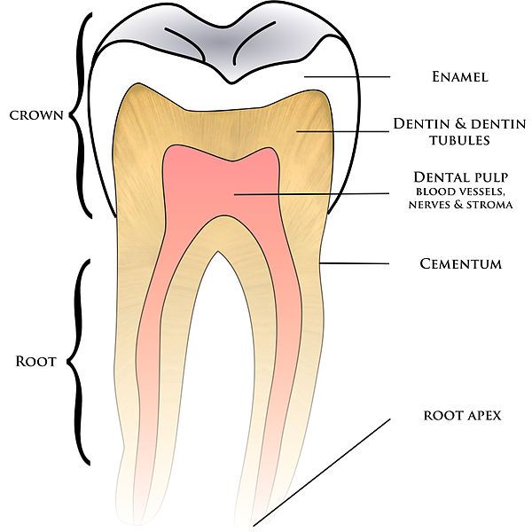 File:Basic anatomy tooth.jpg