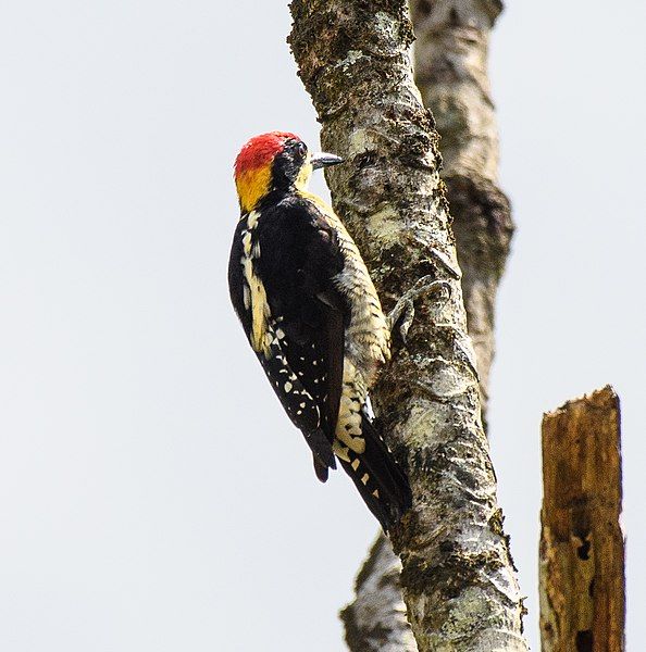 File:Beautiful Woodpecker.jpg