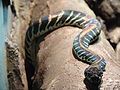 Boelen python Python molurus bivittatus at Wilmington's Serpentarium