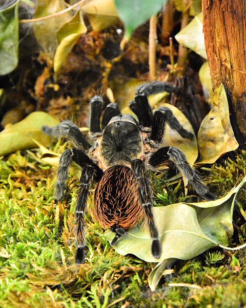 File:Brachypelma vaganis.jpg