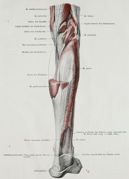 File:Braus 1921 302.png