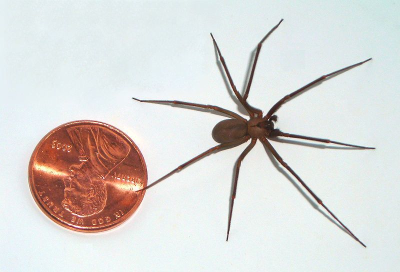 File:Brown-recluse-coin-edit.jpg