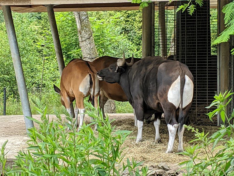 File:Burgers' Zoo (20190622125153).jpg