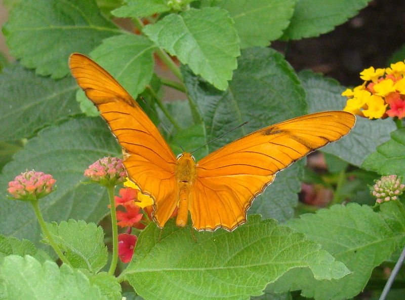 File:Butterfly House 3.JPG