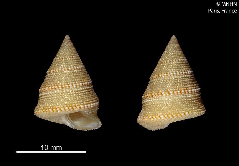 File:Calliostoma xanthos (MNHN-IM-2010-323).jpeg