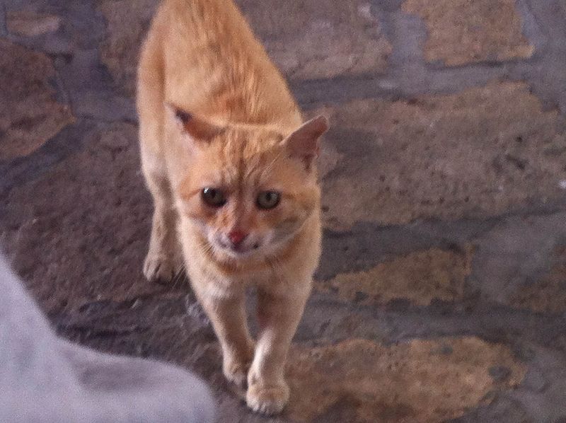 File:Cat in Pub.JPG