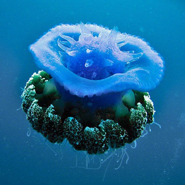 File:Cephea cephea jellyfish.jpg