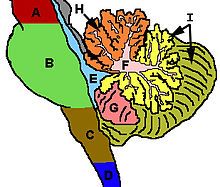 Cerebellum, a region of the brain involved in coordination and affected by CANVAS