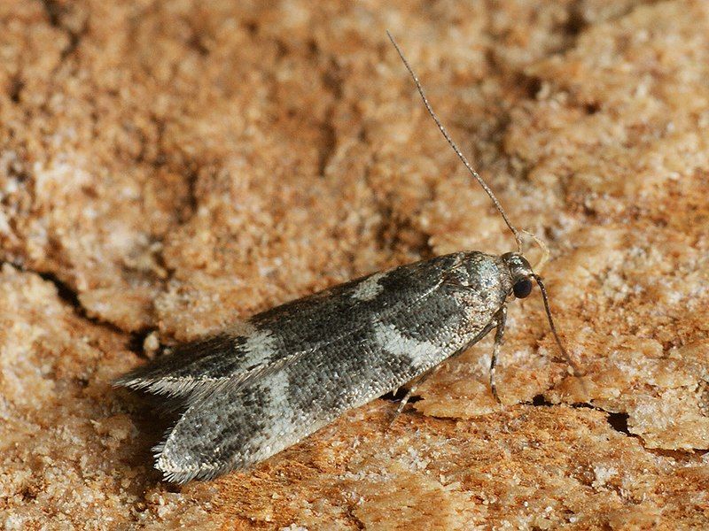 File:Chionodes lugubrella (39091818360).jpg