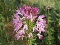 Purple flowers