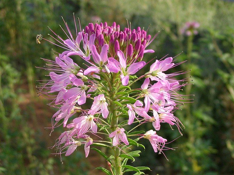 File:Cleome serrulata1.jpg