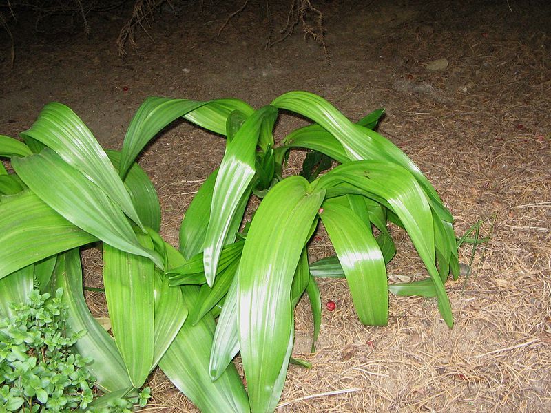 File:Colchicum cilicicum leaves.jpg