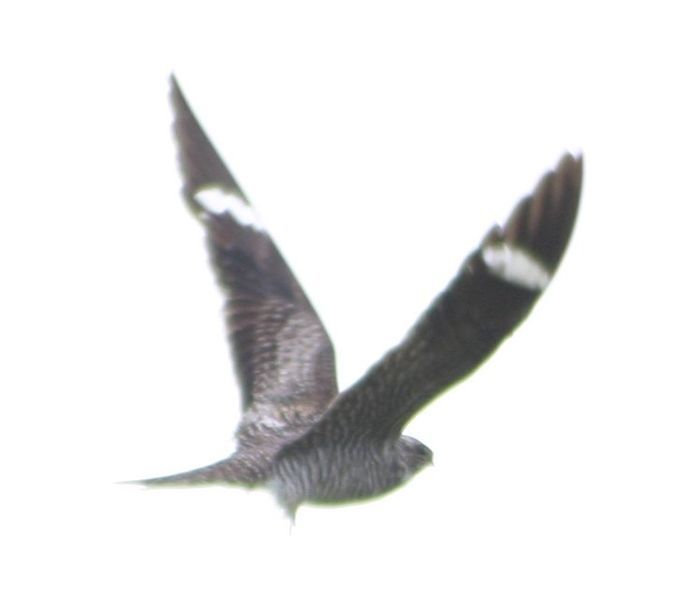 File:Common Nighthawk2.JPG