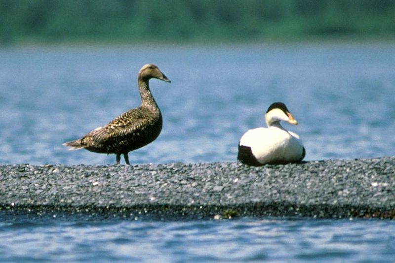 File:Common eider mf.jpg