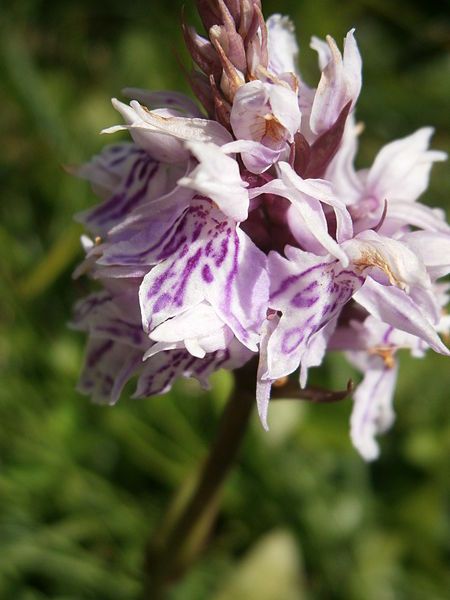 File:Dactylorhiza fuchsii008.jpg