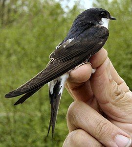 From the main page of Norsk Wikipedia: a house martin (Delichon urbicum)