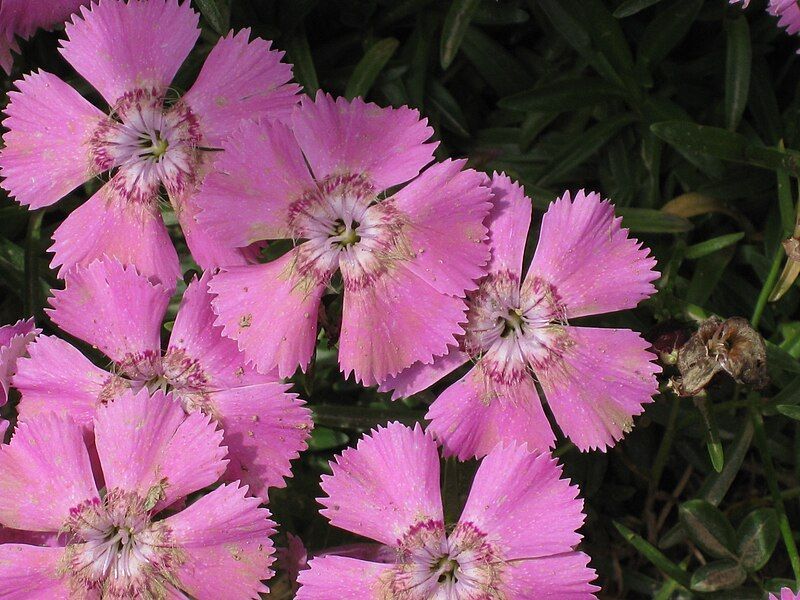 File:Dianthus alpinus002.jpg