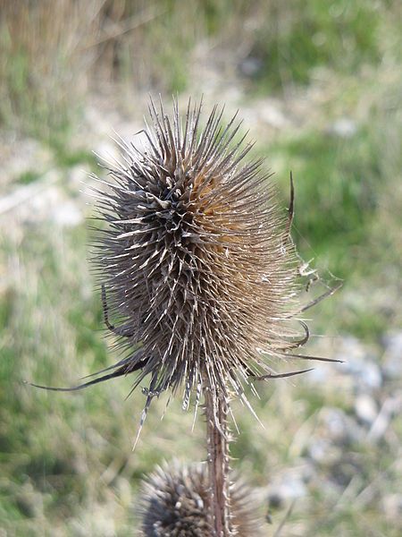 File:Dipsacus fullonum02.jpg