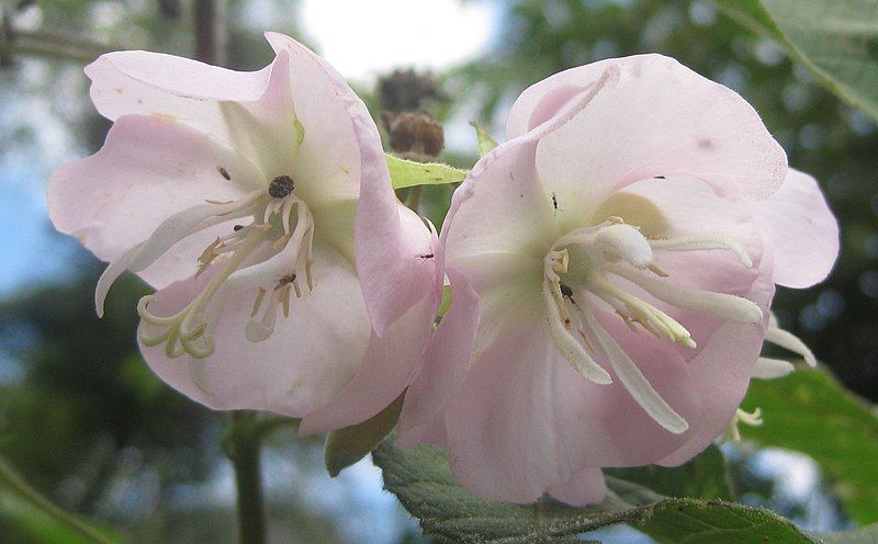 File:Dombeya burgessiae 1.jpg